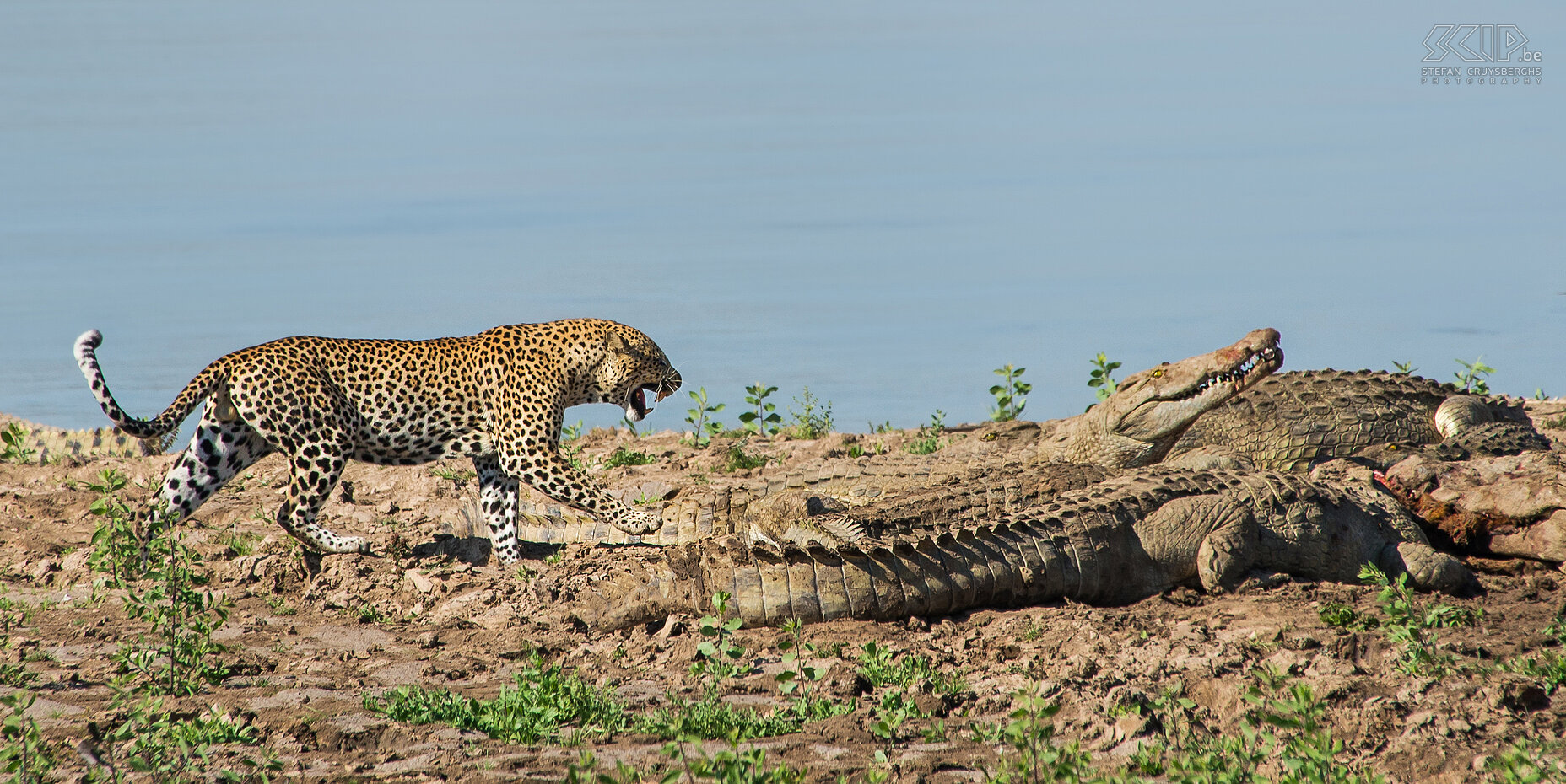 South Luangwa - Luipaard en krokodillen Plots komt er echter een luipaard uit de struiken te voorschijn. Hij wandelt richting de krokodillen, twijfelt en blijft in eerste instantie toch uit de buurt. Maar nadien durft hij het aan om tussen de grote krokodillen te gaan liggen en ook een stuk vlees af te scheuren. Wat een unieke waarneming! Stefan Cruysberghs